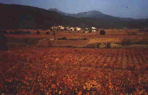 les vignes en automne